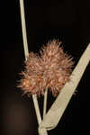 Western umbrella-sedge